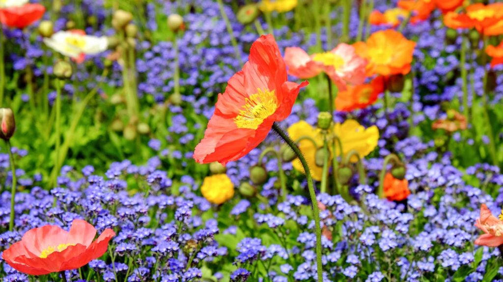 Intestinalflora-1